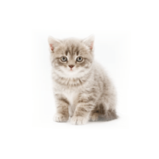 Котки